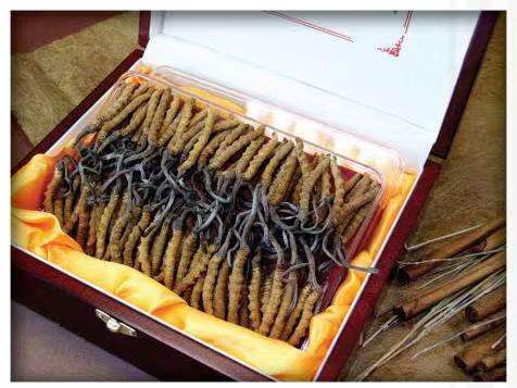 玛沁冬虫夏草回收